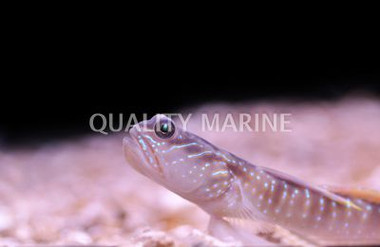 Beautiful Cheek Shrimp Goby