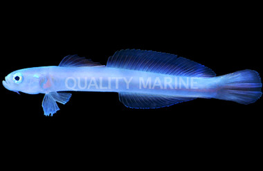 Redspot Dartfish