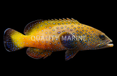 Blue Spotted Grouper