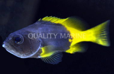 Blue/Yellow Grouper
