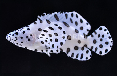 Panther Grouper