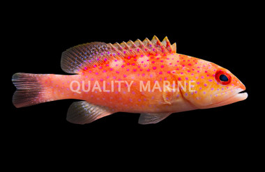 Red Louti Grouper