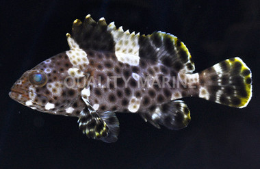 Highfin Grouper