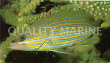 White Lined Rock Cod :: 19037