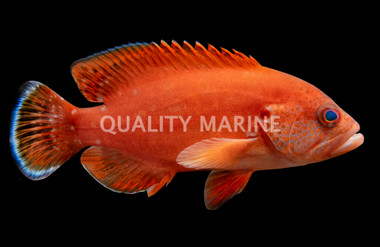 Tomato Grouper