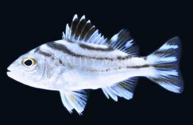 Targetfish