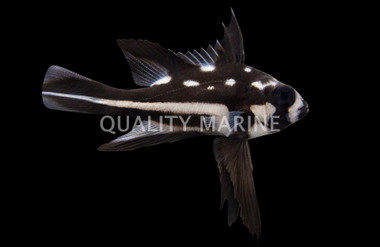 Black/White Snappers