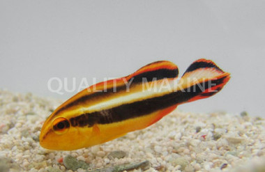Orange Striped Sweetlips