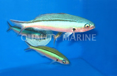 Dark Banded Fusiler
