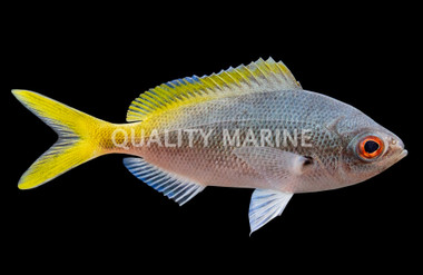 Redbelly Yellowtail Fusilier