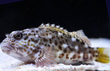 Stocky Hawkfish