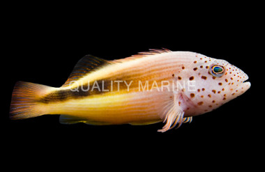 Freckled Hawkfish