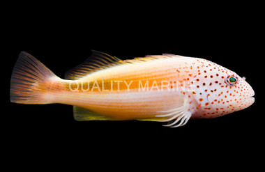 Freckled Hawkfish
