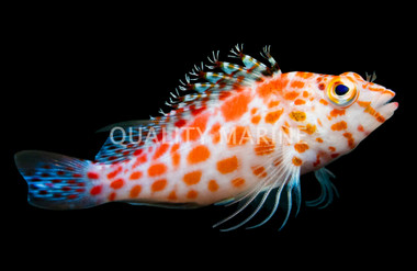Pixie Hawkfish