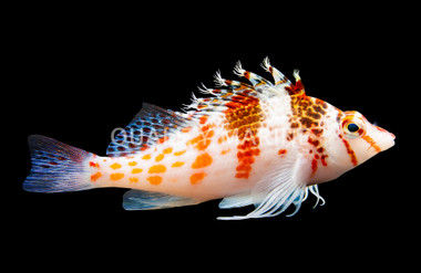 Dwarf Hawkfish