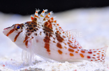 Dwarf Hawkfish