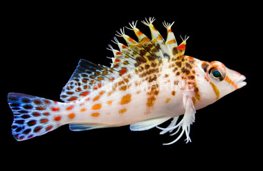 Dwarf Hawkfish