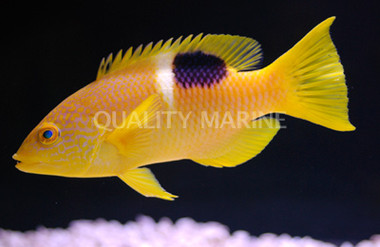 Golden Spot Hogfish