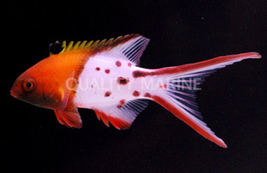 Lyretail Hogfish