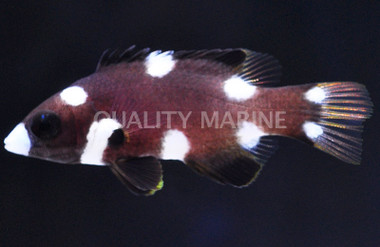 Axil Spot Hogfish