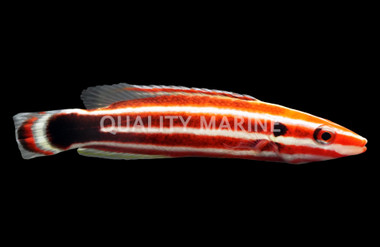 Masuda's Hogfish