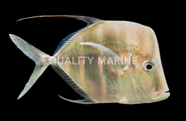Threadfin Lookdown