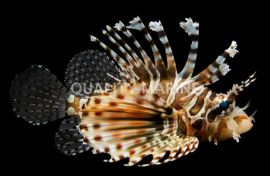 Dwarf Zebra Lionfish