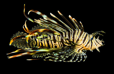 Volitan Lionfish