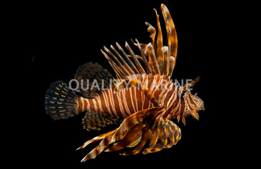 Volitan Lionfish