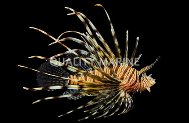 Common Volitan Lionfish :: 22510