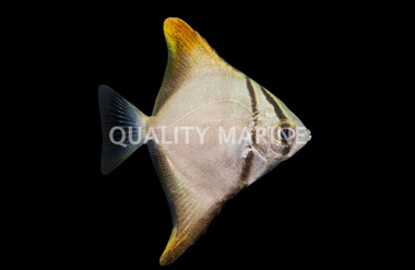 Mono Argenteus 