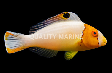 Bicolor Parrotfish