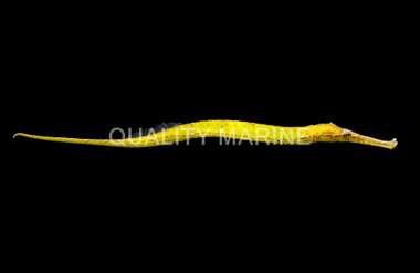 Green Pipefish :: 25005