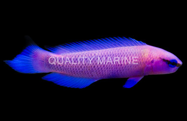 Fridmani Dottyback