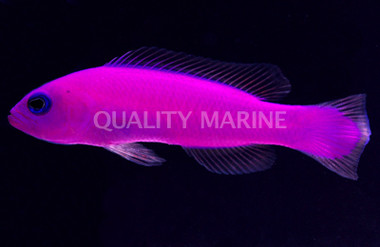 Magenta Dottyback