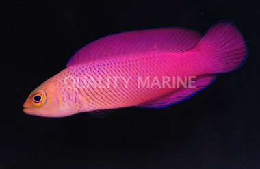 Oblique Dottyback, Male