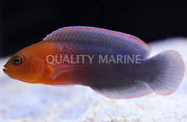 Dilectus Dottyback