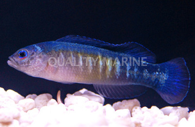 Yellow Breasted Dottyback, Male