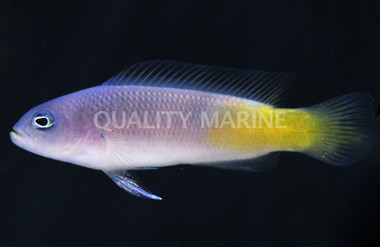 Orange Spotted Dottyback