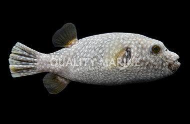 Blue & White Pufferfish