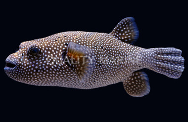 Blue & White Pufferfish