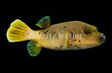 Dogface Pufferfish