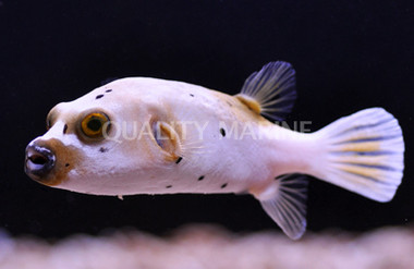 Dogface Pufferfish