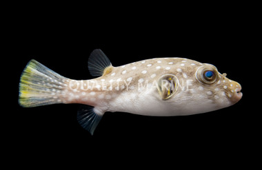 Stars & Stripes Pufferfish