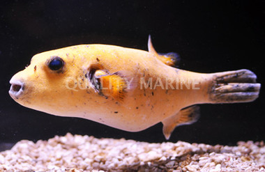 Golden Pufferfish 