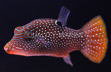 Blue Spotted Pufferfish