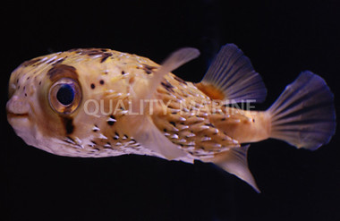 Spotfin Porcupinefish