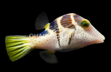 Saddle Valentini Pufferfish