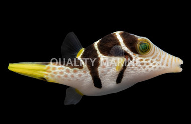 Saddle Valentini Pufferfish