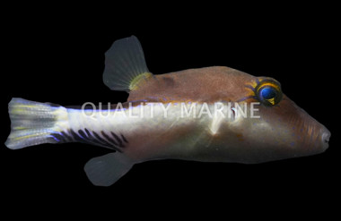 Caribbean Sharpnose Pufferfish